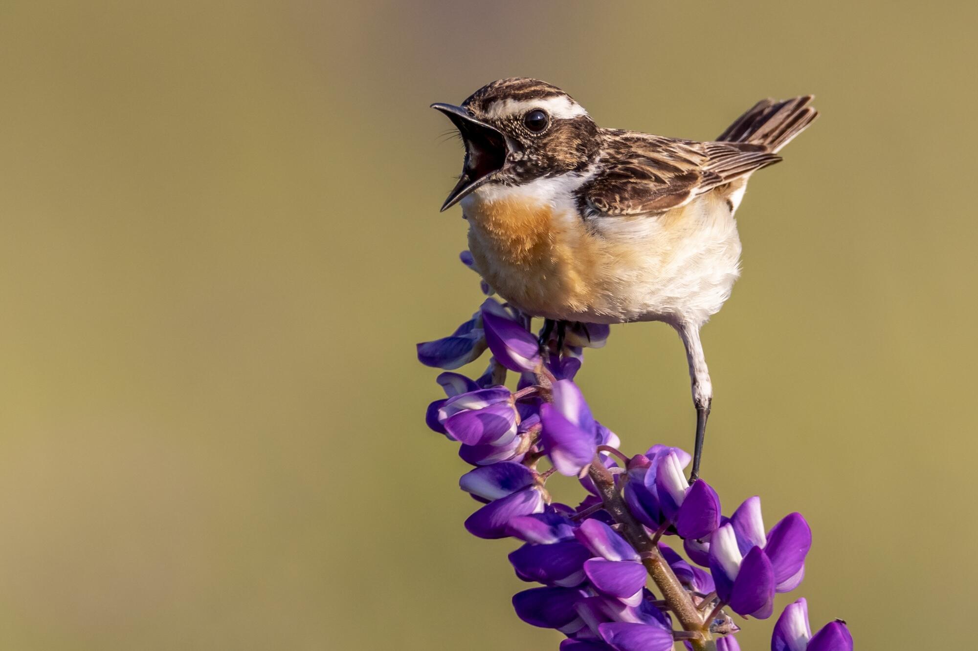 Un oiseau qui chante
